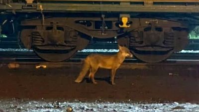 Tekirdağ’ın Muratlı ilçe merkezinde tren istasyonu yakınındaki hemzemin geçit yanında