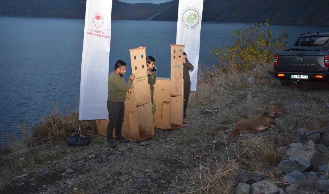 Antalya’dan Bitlis’e getirilen 1 yetişkin dişi ve 1 yavru yaban
