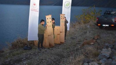 Antalya’dan Bitlis’e getirilen 1 yetişkin dişi ve 1 yavru yaban