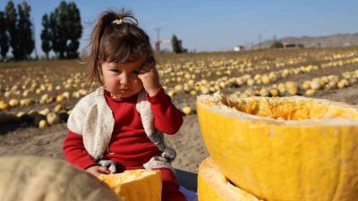 Türkiye üretiminde ilk sırada yer alan Nevşehir’de, 405 bin dekar