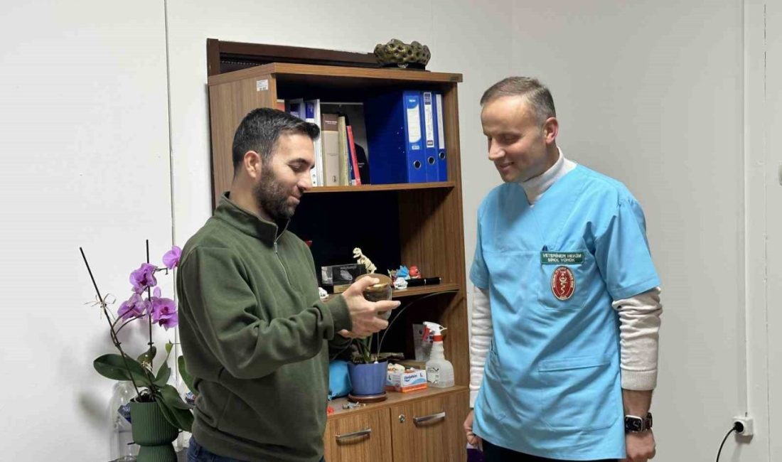 Kastamonu’nun Küre ilçesinde ölmek üzere olan ineğin boğazından ameliyatla çıkartılan