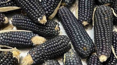 Erzurum’un Oltu ilçesine bağlı Kalaboğaz Mahallesi’nde yetişen siyah mısır, sıra