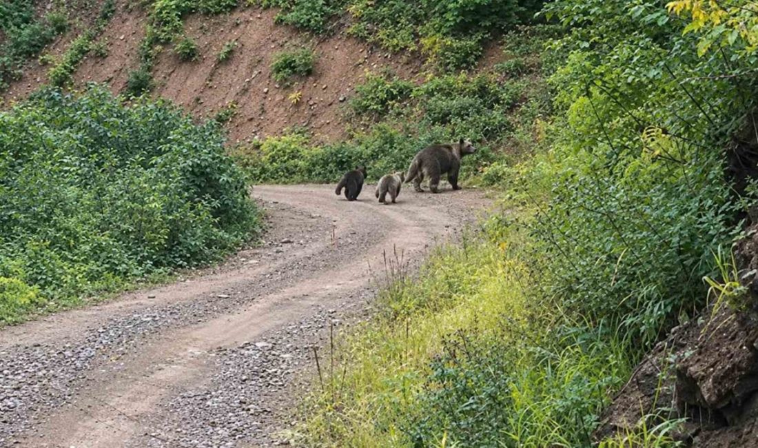 Kastamonu’nun Pınarbaşı ilçesindeki ormanlık alanda iki yavrusuyla birlikte dolaşan bozayı