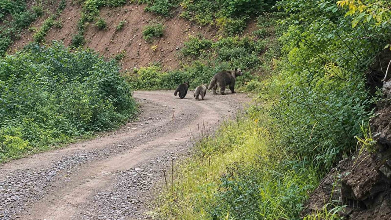 Kastamonu’nun Pınarbaşı ilçesindeki ormanlık alanda iki yavrusuyla birlikte dolaşan bozayı