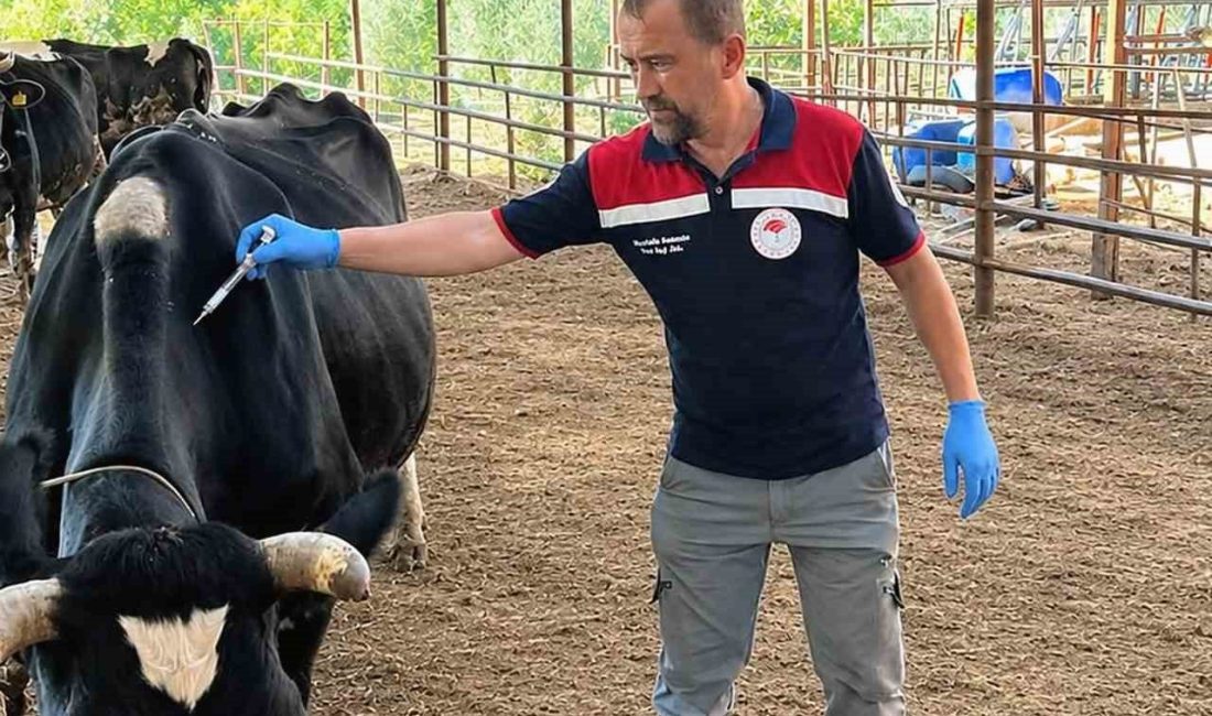 Ortaca İlçe Tarım ve Orman Müdürlüğü ekipleri tarafından büyükbaş hayvanlar