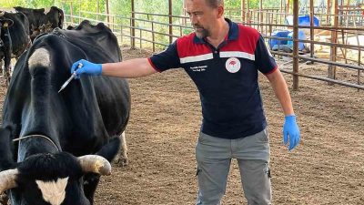 Ortaca İlçe Tarım ve Orman Müdürlüğü ekipleri tarafından büyükbaş hayvanlar