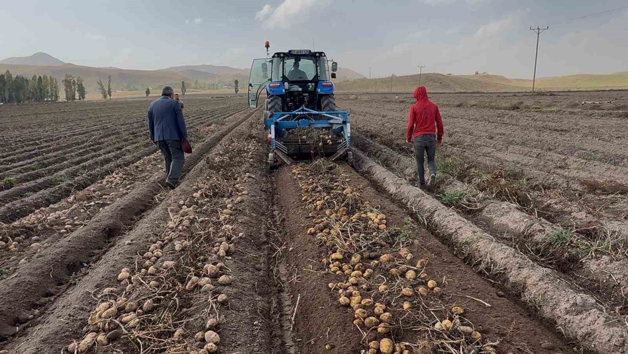 Ağrı’nın Patnos ilçesinde patates hasadı tüm hızıyla devam ediyor. Üreticiler