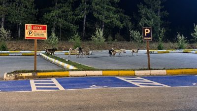 Bilecik’te Pelitözü Gölpark mesire alanında gruplar halinde gezen köpekler vatandaşları