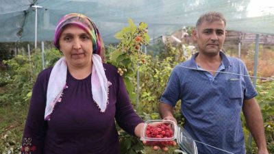 Adana’nın Saimbeyli ilçesinde ilk kez ahududu bahçesi kuran kadın üretici