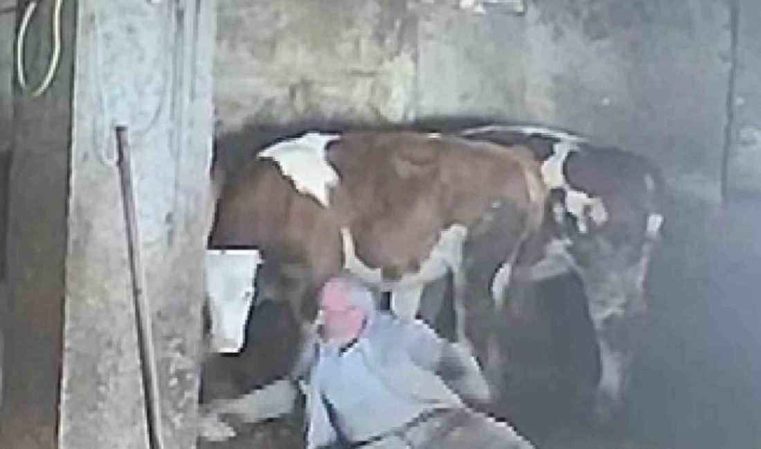 Amasya’da besicinin sevmeye çalıştığı ineğinin tekme darbesiyle yere düştüğü anlar