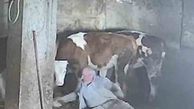 Amasya’da besicinin sevmeye çalıştığı ineğinin tekme darbesiyle yere düştüğü anlar