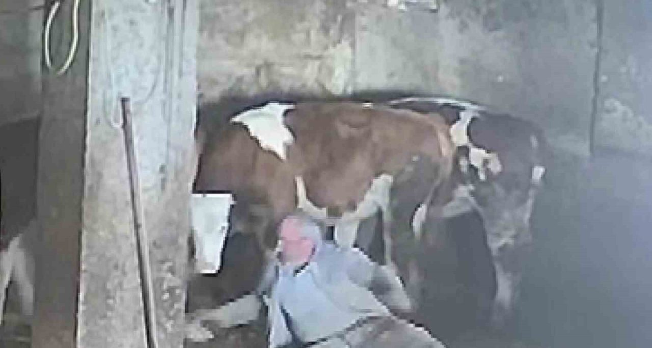Amasya’da besicinin sevmeye çalıştığı ineğinin tekme darbesiyle yere düştüğü anlar
