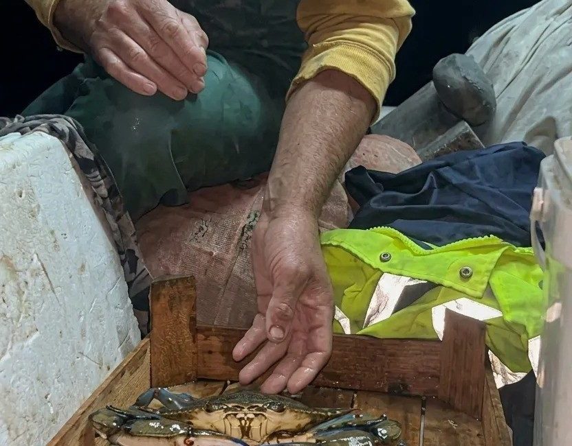 Sinop’un Ayancık ilçesinde palamut avına çıkan bir balıkçının ağına, Karadeniz’de