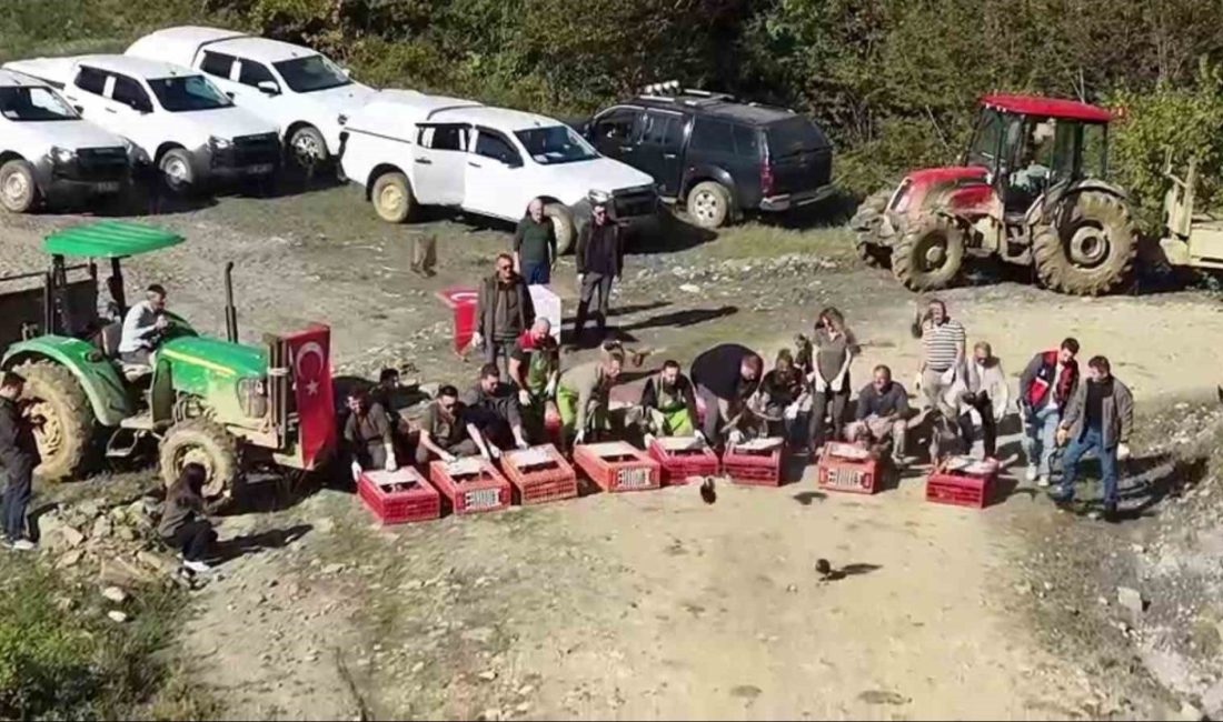 Sinop’ta biyolojik çeşitlilik için yürütülen çalışmalar kapsamında 550 sülün doğaya