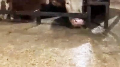 Sakarya’da etkisini sürdüren şiddetli sağanak yağışların ardından meydana gelen selin