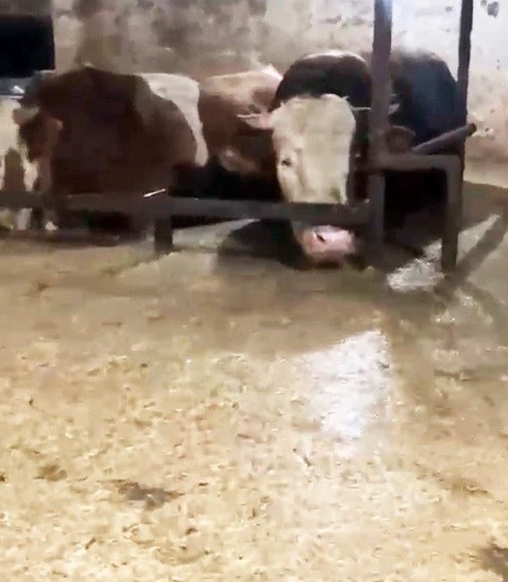 Sakarya’da etkisini sürdüren şiddetli sağanak yağışların ardından meydana gelen selin