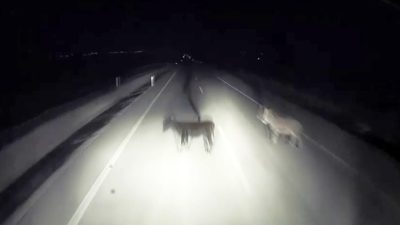 Adıyaman’ın Kahta-Siverek karayolunda seyir halindeki tır, karanlık yolda aniden önüne