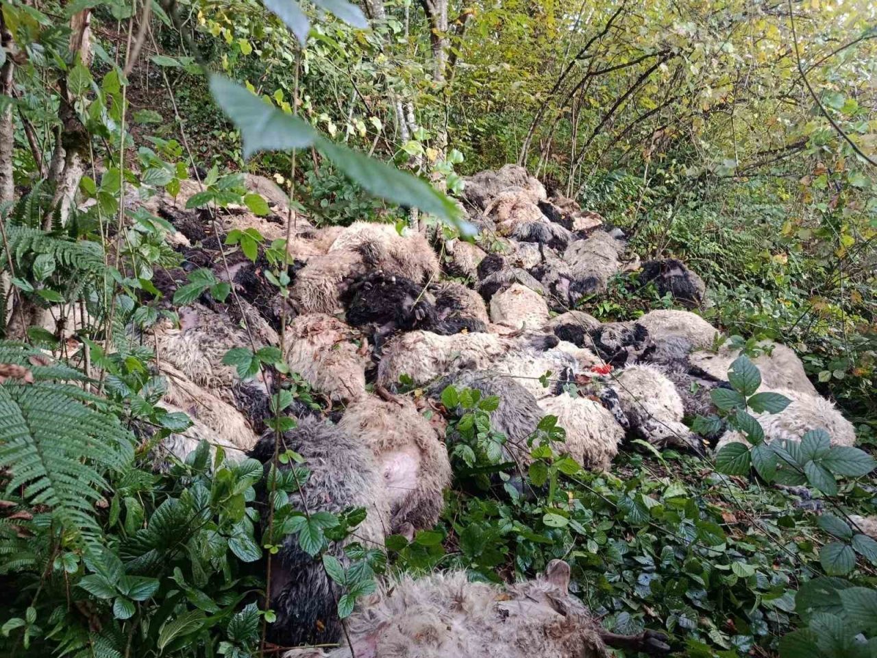 Trabzon’un Maçka ilçesi Galyan Vadisi’nde yabani bir hayvandan ürken 184