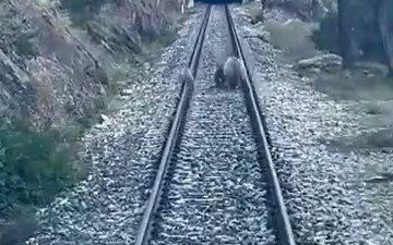 Sivas’ın Divriği ilçesinde tren raylarından görülen ayı ailesi yolcu treninin