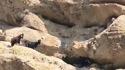 Tunceli’de yaklaşık 70 metre yükseklikteki Dündül Tepesi’nde mahsur kalan keçiler,