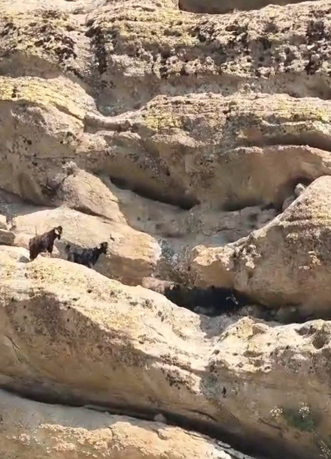 Tunceli’de yaklaşık 70 metre yükseklikteki Dündül Tepesi’nde mahsur kalan keçiler,