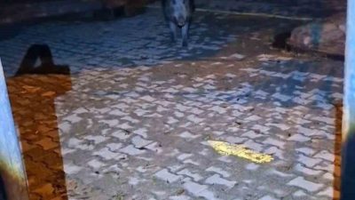 Tunceli’de evinin önünde bulunan Gürkan Yılmaz, yaban domuzunun saldırgan tavırları