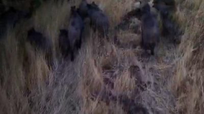 Tunceli’nin Çemişgezek ilçesinde dron kamerasıyla görüntülenen domuz sürüsü, tarım üreticilerinde