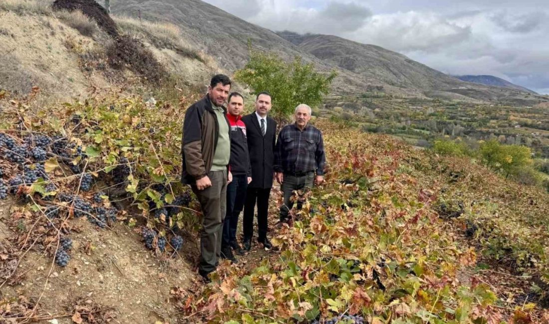Erzincan’ın Üzümlü ilçesinde Kaymakam Hacı Osman Hökelekli, Karakaya köyünde üzüm