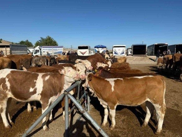 Yozgat’ta, Sorgun ilçesi haricinde kent genelindeki hayvan pazarları hizmet vermeye